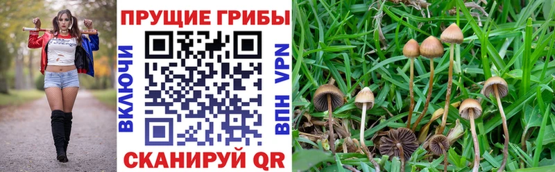 Псилоцибиновые грибы Magic Shrooms  где найти наркотики  Саранск 