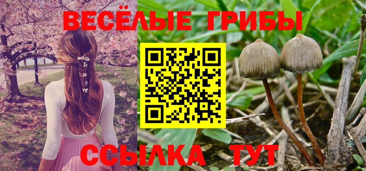 Саранск  Галлюциногенные грибы Magic Shrooms  где купить   Вход с VPN  Псилоцибиновые грибы мицелий 